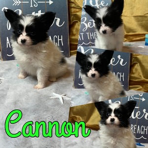 Cannon