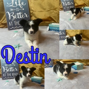 Destin