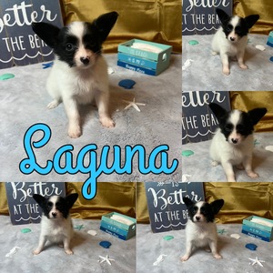 Laguna