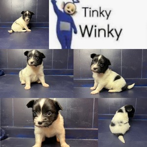 Tinky Winky