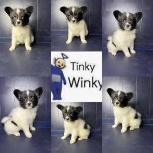 Tinky Winky